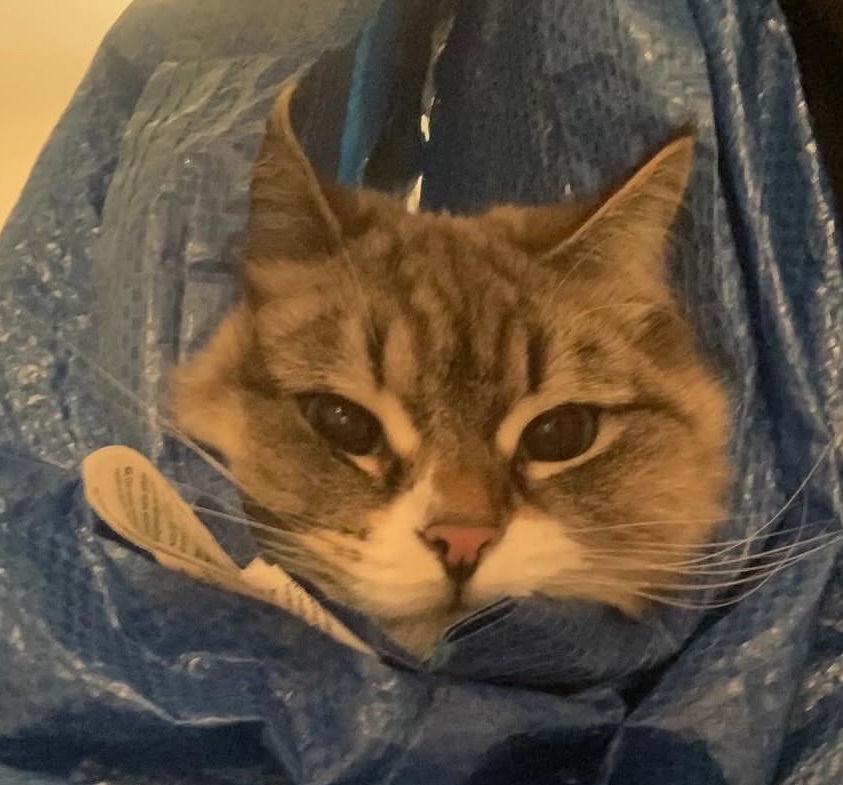 Neva Masquerade katt Disa